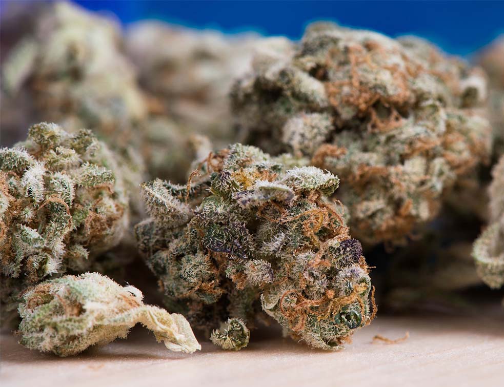 МУП: Заплењено више од 15 килограма марихуане у околини Сопота
